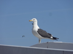 Larus fuscus