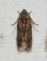 Helcystogramma melantherella