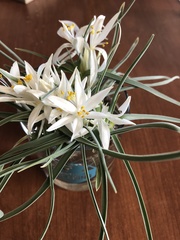 Leucocrinum