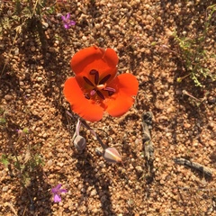 Calochortus kennedyi