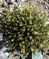 Dolichlasium lagascae