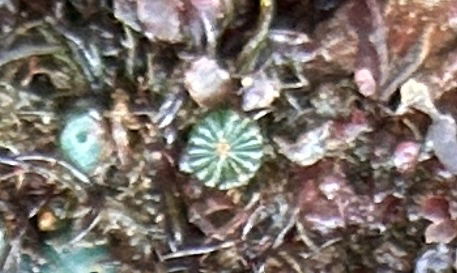Parvocaulis parvulus observed 2026-06-03