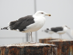 Larus marinus