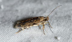 Helcystogramma melantherella