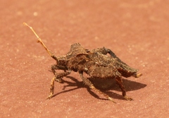 Acanthocorini