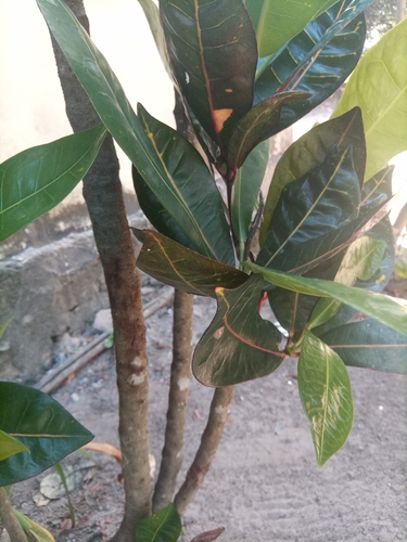 Variegated Croton