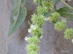 Asterohyptis stellulata