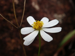 Bidens melchertii