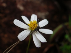 Bidens melchertii