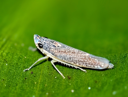 Malissiana billosa