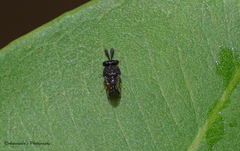 Eucharitidae