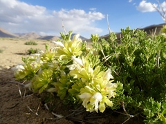 Lagochilus seravschanicus