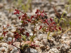 Centrostegia thurberi