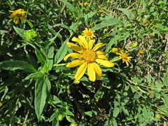 Tithonia calva lancifolia