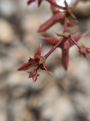 Centrostegia thurberi