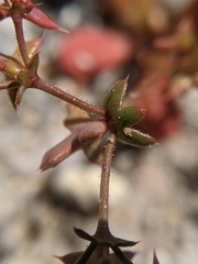 Centrostegia thurberi