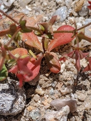 Centrostegia thurberi