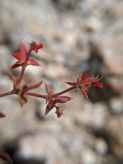 Centrostegia thurberi