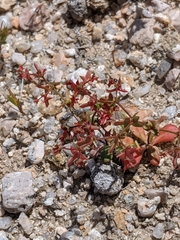 Centrostegia thurberi