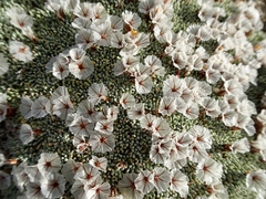Acantholimon