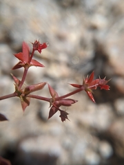 Centrostegia thurberi