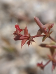 Centrostegia thurberi