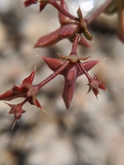 Centrostegia thurberi