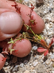 Centrostegia thurberi