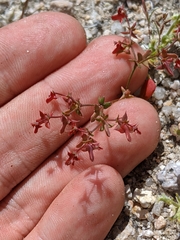 Centrostegia thurberi