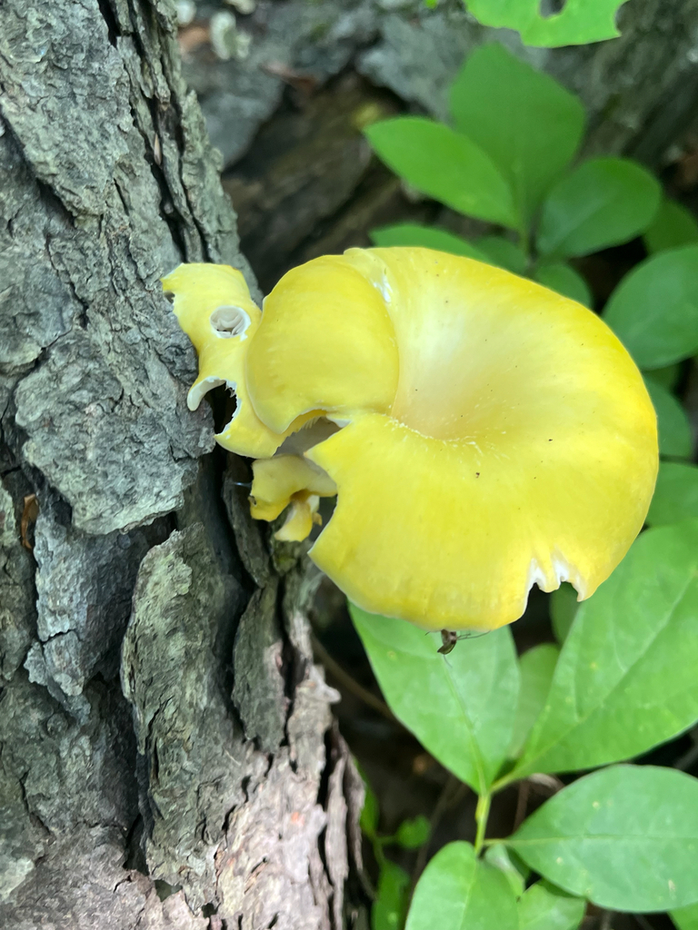 Golden Oyster Mushroom · June 2026 · photo: Photo: (c) Joey M, some rights reserved (CC BY) · iNaturalist
