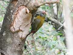 Chloropicus griseocephalus