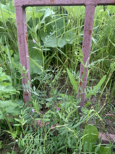 Наблюдение на iNaturalist