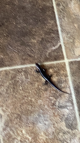 Great Plains Skink
