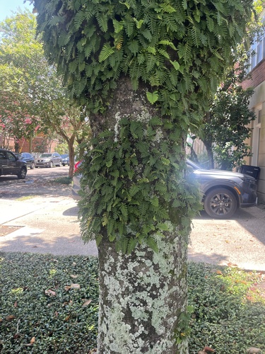resurrection fern