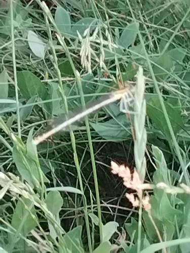 Blue Featherleg