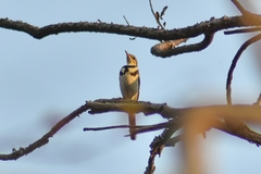 Dendronanthus indicus