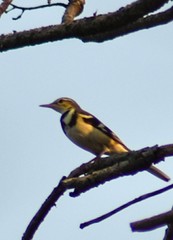 Dendronanthus indicus