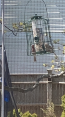 Haemorhous mexicanus