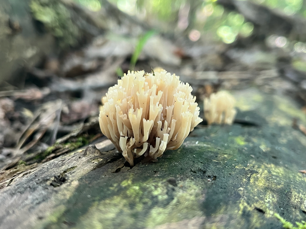 crown-tipped coral fungus · June 2026 · photo: Photo: (c) Joey M, some rights reserved (CC BY) · iNaturalist