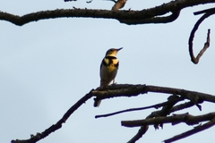 Dendronanthus indicus