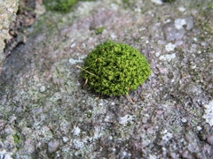 Ptychomitrium polyphyllum