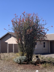 Fouquieria splendens