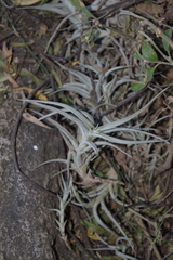 Tillandsia albida