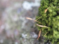 Ptychomitrium polyphyllum