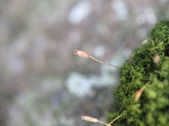 Ptychomitrium polyphyllum