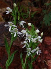 Habenaria cuevasiana