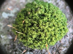 Ptychomitrium polyphyllum