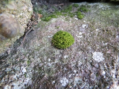 Ptychomitrium polyphyllum