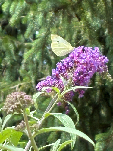 Small White