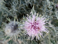 Cousinia carduncelloidea